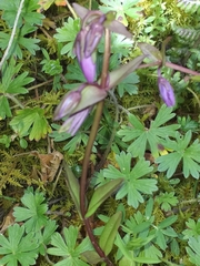 Gentianella rapunculoides