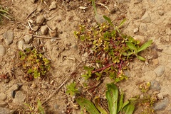 Trifolium suffocatum