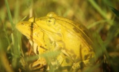 Pelophylax lessonae