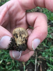 Lycoperdon lividum