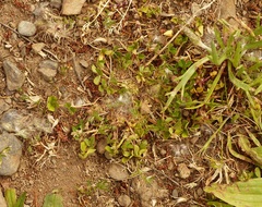 Trifolium suffocatum