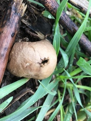 Lycoperdon lividum