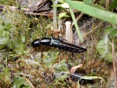 Thyreocephalus orthodoxus