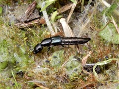 Thyreocephalus orthodoxus