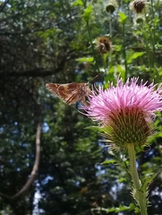 Lon melane vitellina