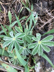 Lupinus pilosus