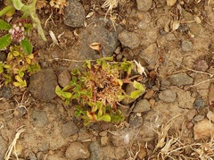 Trifolium suffocatum