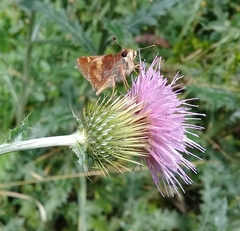 Lon melane vitellina