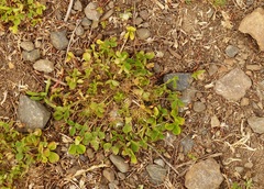 Trifolium suffocatum