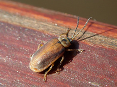 Galerucella lineola