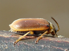 Galerucella lineola