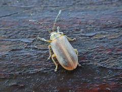 Galerucella lineola