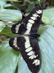 Graphium latreillianus