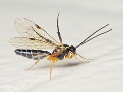 Syrphoctonus tarsatorius