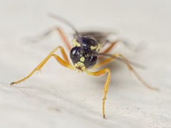 Syrphoctonus tarsatorius