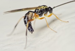 Syrphoctonus tarsatorius