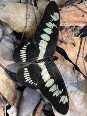 Graphium latreillianus