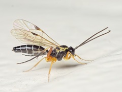 Syrphoctonus tarsatorius