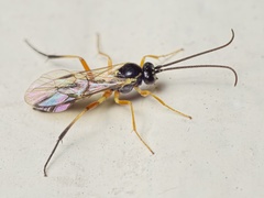 Syrphoctonus tarsatorius
