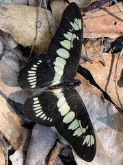 Graphium latreillianus