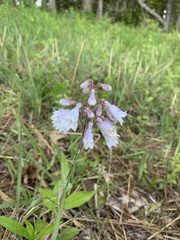 Penstemon brevisepalus