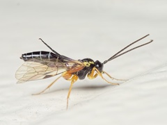 Syrphoctonus tarsatorius