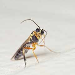 Syrphoctonus tarsatorius