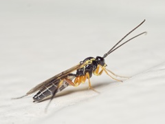 Syrphoctonus tarsatorius