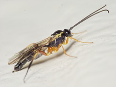 Syrphoctonus tarsatorius