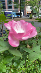 Rosa
