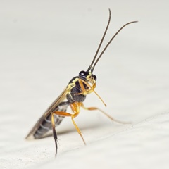 Syrphoctonus tarsatorius