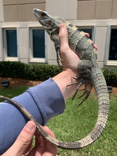 Black Spiny-tailed Iguana, photo 6 of 8