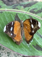 Euriphene atossa