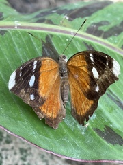 Euriphene atossa