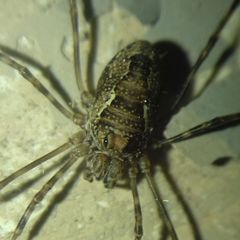 Platybunus