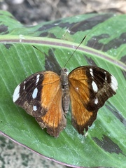 Euriphene atossa