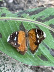 Euriphene atossa