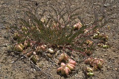 Astragalus macrodon