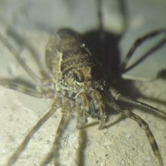 Platybunus