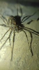 Platybunus