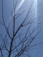 Sturnus vulgaris vulgaris