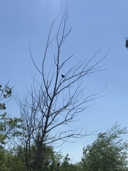 Sturnus vulgaris vulgaris