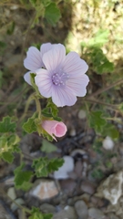Malva hispanica