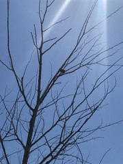 Sturnus vulgaris vulgaris