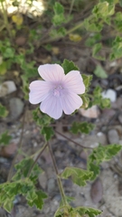 Malva hispanica
