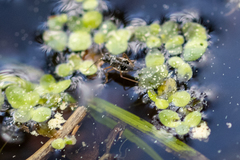 Chartoscirta elegantula