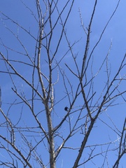 Sturnus vulgaris vulgaris