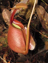 Nepenthes bicalcarata
