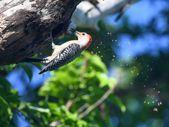 Melanerpes carolinus image