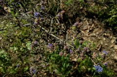 Ceanothus papillosus
